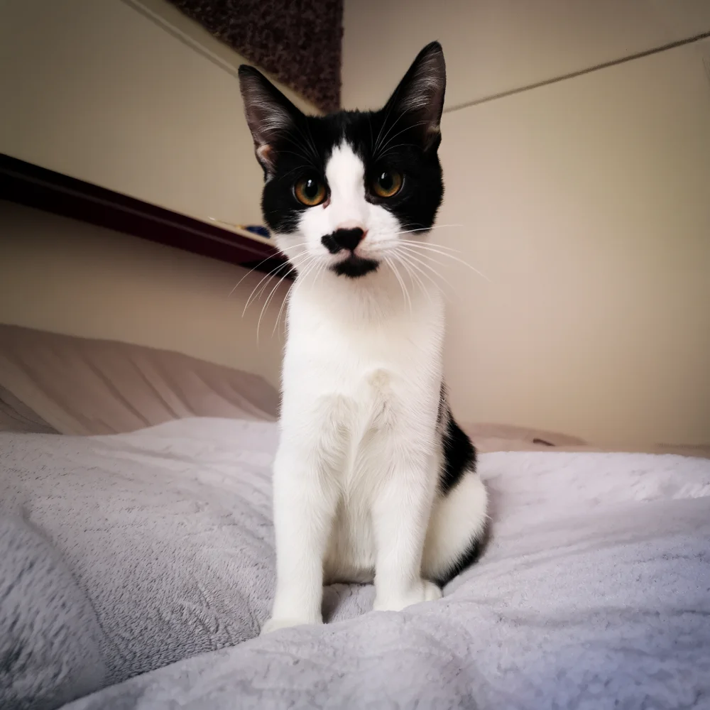 Foto von Pino, schwarz-weiße Katze
